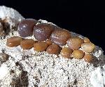 Phacodus punctatus (DIXON 1850) - Bild © FossNet FossilienStore